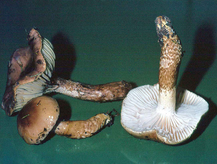 Curiosit� micologica...